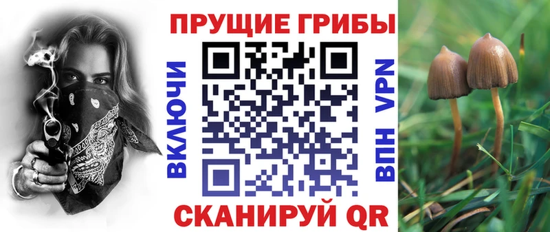 Галлюциногенные грибы Psilocybine cubensis  купить наркотики цена  Вышний Волочёк 